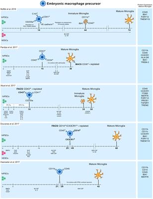 An Overview of in vitro Methods to Study Microglia